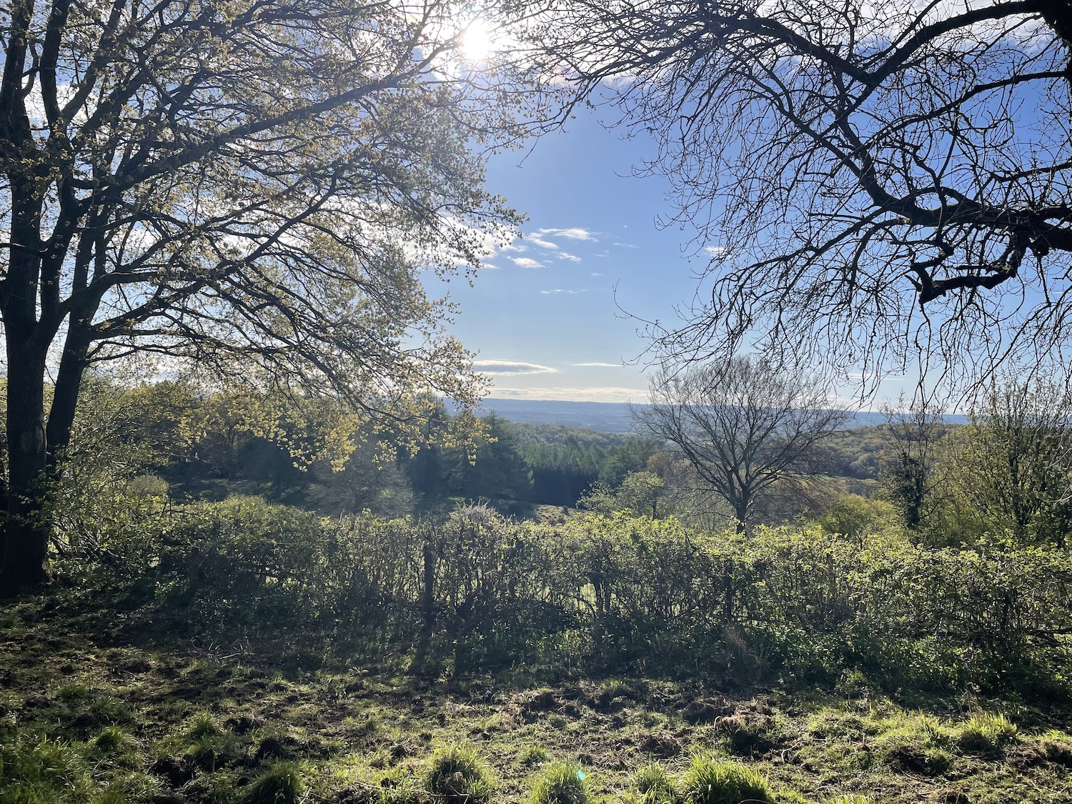 Trees frame a sunny green landscape in the Forest of Dean.