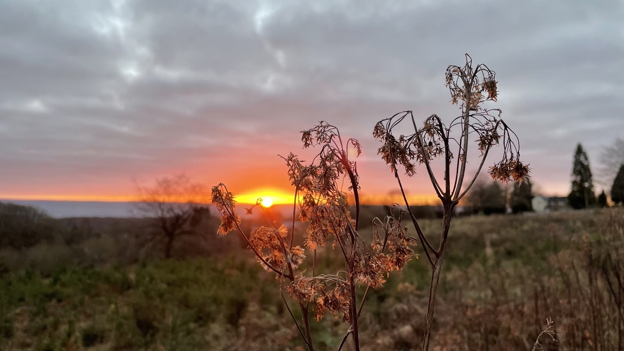 Orange sunrise above the river severn valley with flowers shilloutted in the foreground.