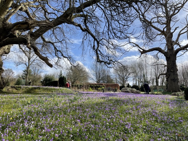 A carpet of purple crocuses on a grassy bank under a large chestnut tree with a bright blue sky behind.