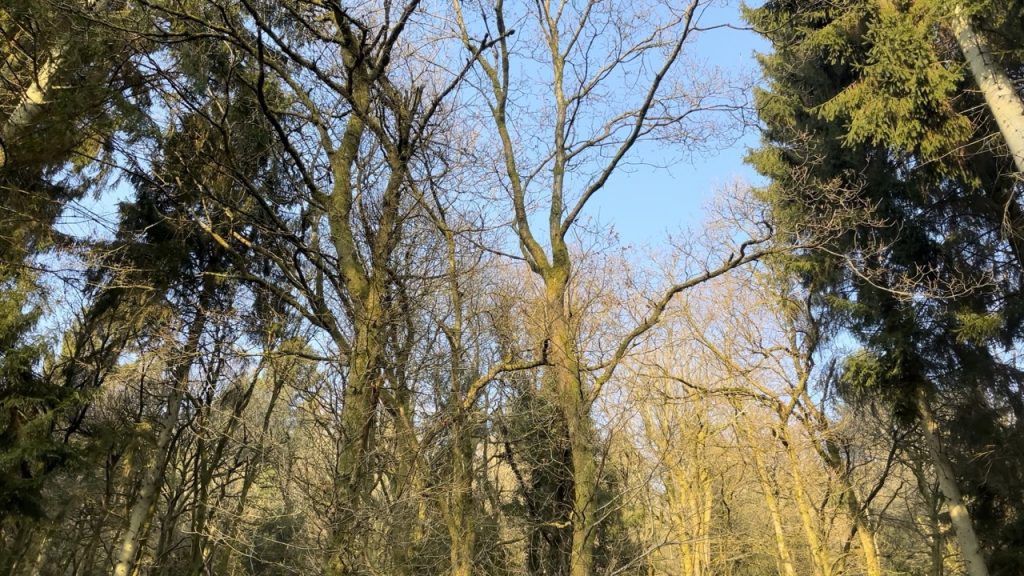 Looking up towards a bright blue sky with English tress in the foreground. Some evergreen and some with no leaves.